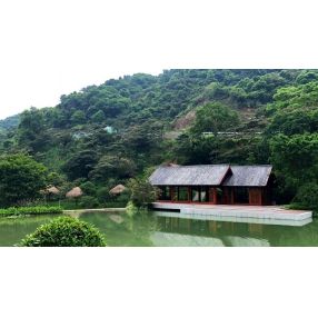 浙江杭州余杭径山竹茶园